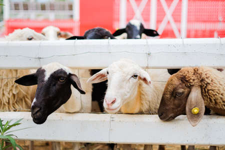Ratchaburi, Thailand - April 3, 2017 : Sheep in the white fence at Suan Phueng Resort for animal background or texture.の写真素材