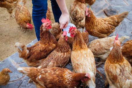 Farmer holding animal feed in white bowl for many chicken (hen) on vintage floor for animal background or texture - chicken farm business concept.の写真素材