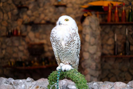 Snowy owl stand on stone for animal (bird) background or texture.の写真素材