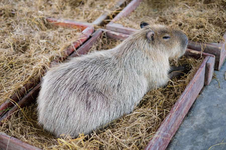 Capybara sitting in the wooden box with grass for animal background or texture.の写真素材