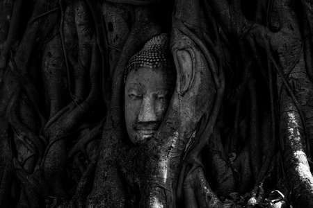Magical head of sandstone buddha in trunk or roots tree at "Wat Mahathat" (Ayutthaya Province - Thailand) - vintage or black & white concept.の写真素材