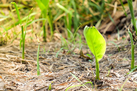Banana tree (growing) on dry soil - fruit and nature concept.の写真素材