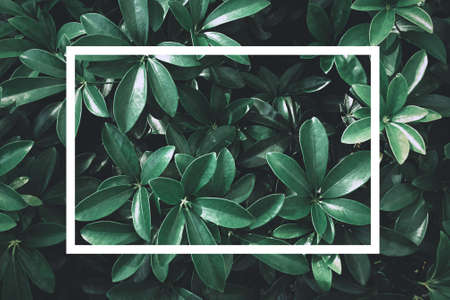 Green leaf nature with white text box for presentation background or texture - natural or...