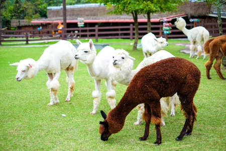 Beautiful white alpaca in the grass field for animal background or texture.の写真素材