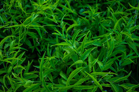 Green leaf nature for natural or environment background or texture.の写真素材