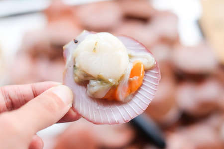 Hand holding beautiful scallop shell - seafood concept.の写真素材