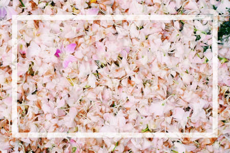 Beautiful pink orchids with white text box for presentation background or texture - flower concept.の写真素材