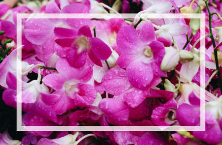 Beautiful orchids with white text box for presentation background or texture - flower concept.の写真素材