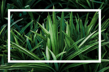 Green leaf nature and white text box for presentation background or texture - environment concept.