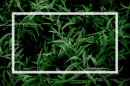Green leaf nature and white text box for presentation background or texture - environment concept.の写真素材