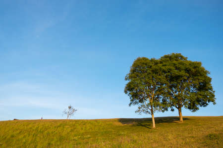Trees, meadows and skyの写真素材