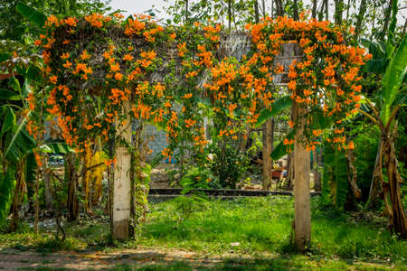 Pyrostegia Venusta sticks on the door