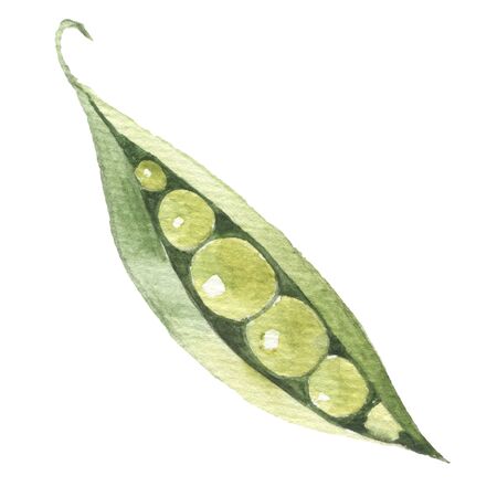 Green peas. Watercolor illustration sketch vegetarian on whiteの写真素材