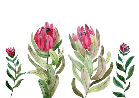 Watercolor watercolor isolated drawing exotic flower Protea flower Australia, watercolor illustrationの写真素材