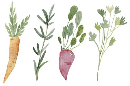 illustration of vegetables on a white backgroundの写真素材