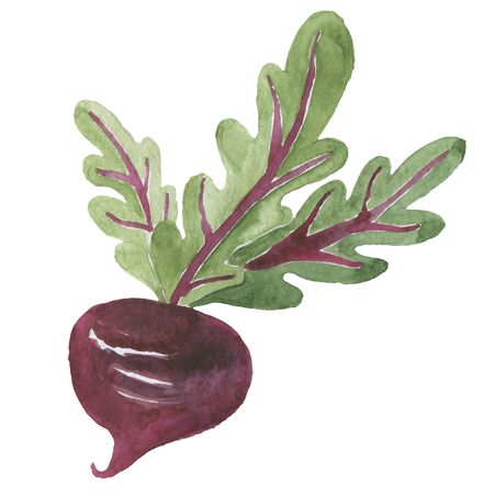 Fresh beet with leaf.  illustration. Isolated white background. Juicy beetroot. vegetable. Organic food. Natural Root. Vegetable Ingredient for foodの写真素材