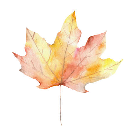Maple leaf Watercolor isolated illustration in realistic stileの写真素材