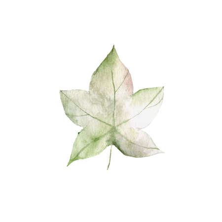 autumn leaves a watercolor on a white background. illustration autumnの写真素材