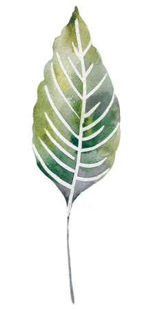 Four tropical leaves. Hand drawn leaves illustration in watercolor.の写真素材