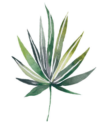 Four tropical leaves. Hand drawn leaves illustration in watercolor.の写真素材