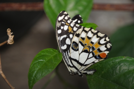 A beautiful butterfly sitting in the treeの写真素材