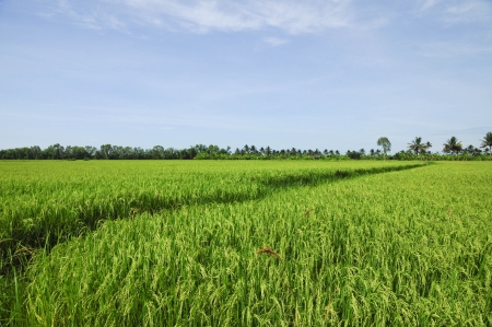 Rice Fieldの写真素材