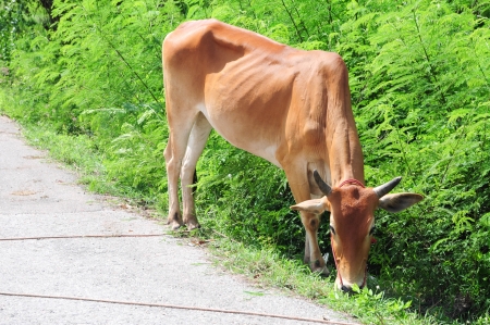 Asian bloodline cowの写真素材