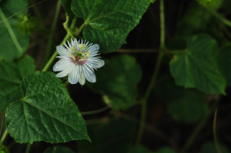 Purple passion Flowerの写真素材