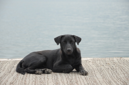 Black dogの写真素材