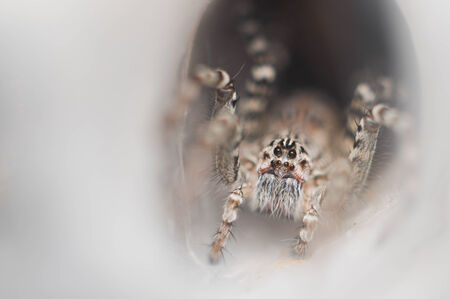 Funnel Web Spider out on his funnel webの写真素材