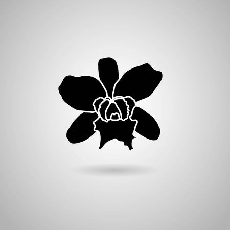 orchid flowers  Vector illustration のイラスト素材