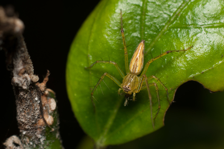 Mantis lives on grass in Asia Thailandの写真素材