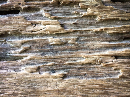 old wood background.texture of bark wood use as natural background