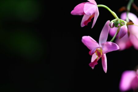 Closeup shot of an orchid with space for textの写真素材