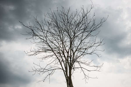 The dead tree