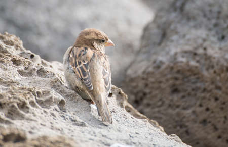 The little birdの写真素材
