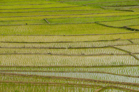 The texture of rice terraces in countryside of northern Thailand.の写真素材