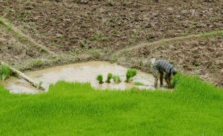 Thai farmer in agriculture field of northern Thailand.の写真素材