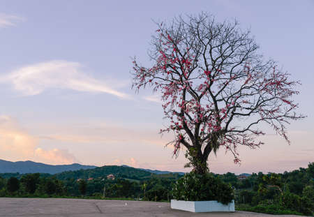 The lonely tree with beautiful twilight sky.