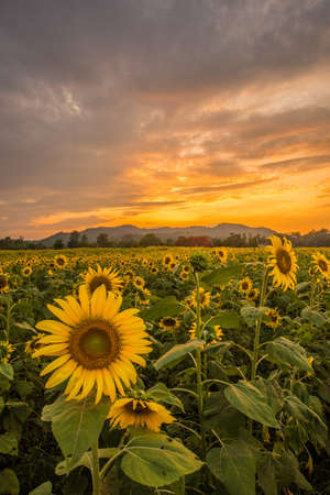 The beautiful of sunflowers field when the sunset.の写真素材