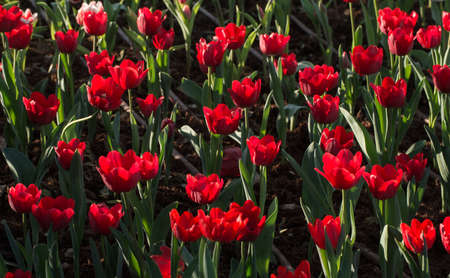 Group of Tulip flowers are spring blooming perennials that grow from bulbs, it is national popular...