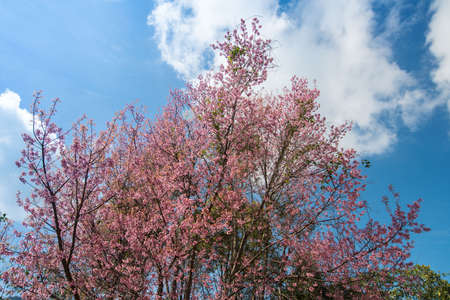 The Himalaya cherry blossoms in the nature