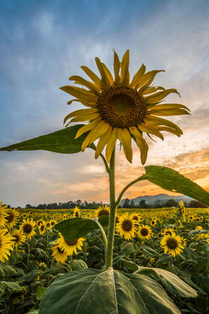 The sunflower in the agriculture farm at dawn.の写真素材