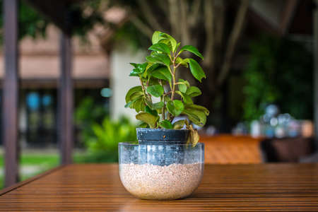 The flowerpot decoration.の写真素材