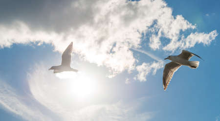 A couple of seagulls bird flying in the sky.の写真素材