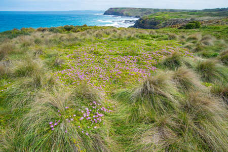 The beautiful coastline of Phillip Island, Victoria state of Australia.の写真素材