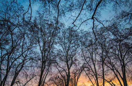 Abstract branch of tree with the twilight light.の写真素材