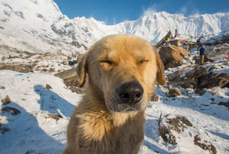 Cute dog on Annapurna base camp, Nepal.の写真素材