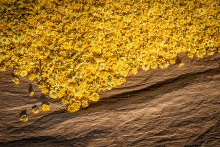High angle view of dry Chrysanthemum flowers leaves during sunbathing process. Chrysanthemum flowers is the ingredient for making Chrysanthemum herbal tea popular in Chinese traditional.の写真素材