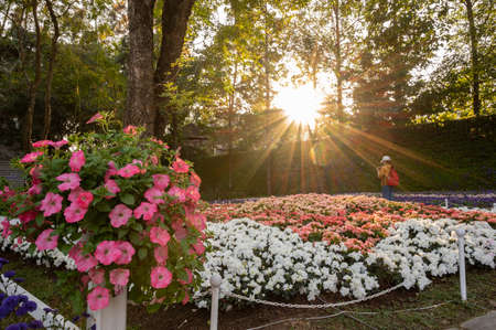 Woman visit flowers garden in the downtown of Chiang Rai province of Thailand.の写真素材